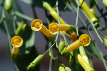Cinq faits sur les plantes de tabac à fleurs Nicotiana