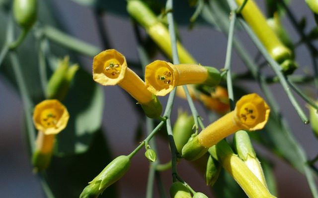 Cinq faits sur les plantes de tabac à fleurs Nicotiana