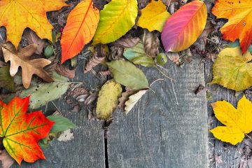 Combien de temps dois-je sécher le bois de chauffage de hêtre ?