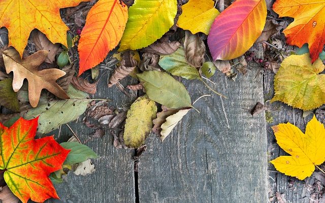 Combien de temps dois-je sécher le bois de chauffage de hêtre ?