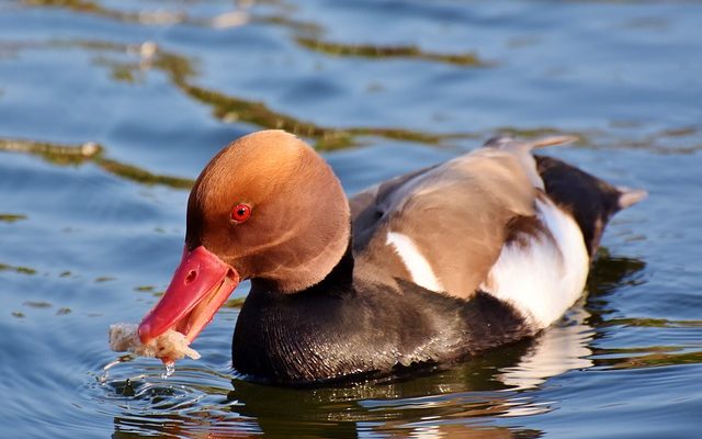 Comment aménager des étangs de basse-cour