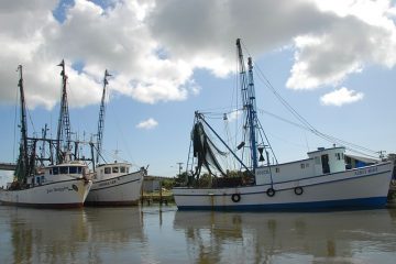 Comment attraper des crevettes dans des pièges avec des appâts