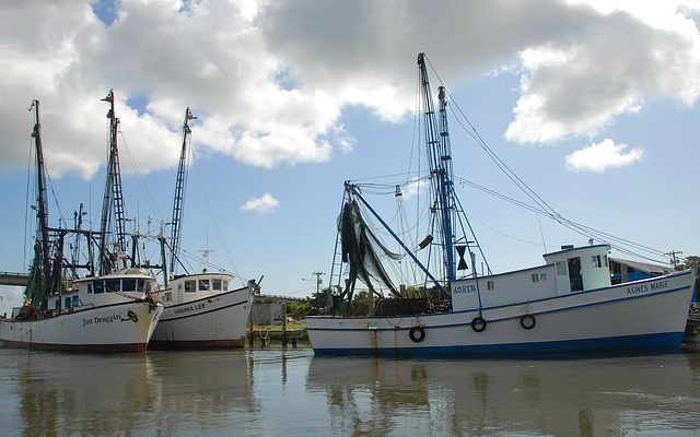 Comment attraper des crevettes dans des pièges avec des appâts