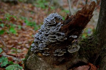 Comment créer une allée de copeaux de bois