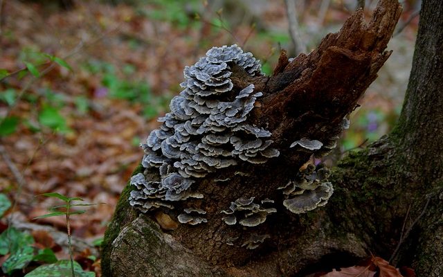 Comment créer une allée de copeaux de bois