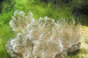 Comment cultiver les algues marines à la maison