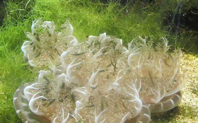 Comment cultiver les algues marines à la maison