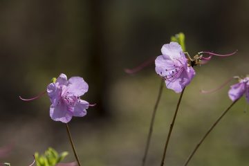 Comment déplacer les plantes d'azalées