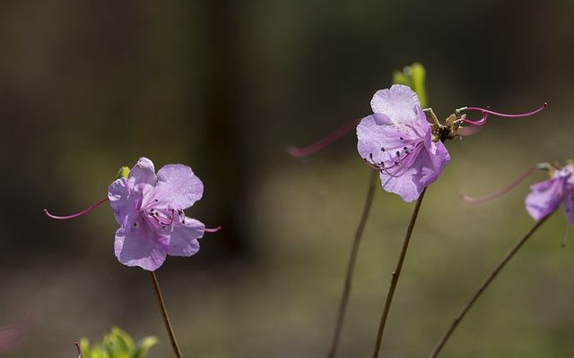 Comment déplacer les plantes d'azalées