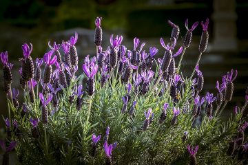 Comment dissoudre une barre de savon dans l'eau