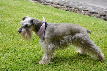 Comment donner à un chiot schnauzer miniature une première coupe de cheveux ?