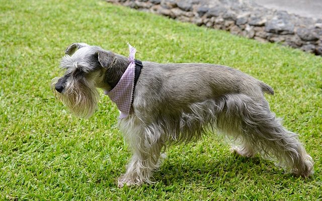 Comment donner à un chiot schnauzer miniature une première coupe de cheveux ?