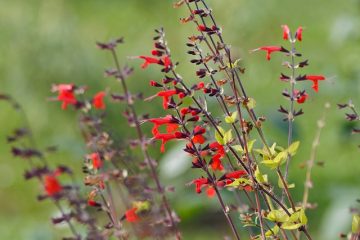 Comment et où planter la salvia rouge