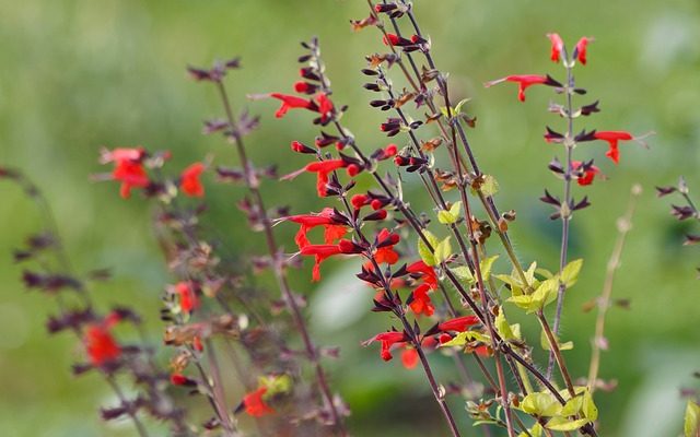 Comment et où planter la salvia rouge