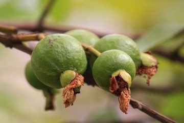 Comment extraire la pectine de l'écorce de citron