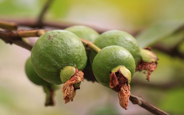 Comment extraire la pectine de l'écorce de citron