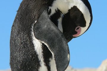 Comment fabriquer un pingouin en feutre