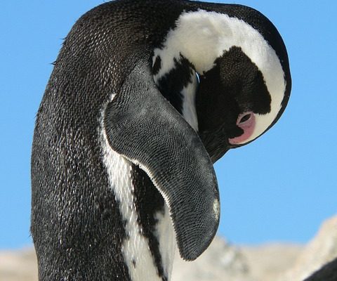 Comment fabriquer un pingouin en feutre