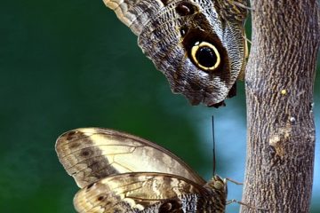 Comment faire des ailes d'abeille pour un costume