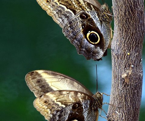 Comment faire des ailes d'abeille pour un costume