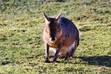 Comment faire des chapeaux de lapin de Pâques