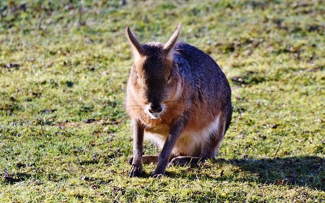 Comment faire des chapeaux de lapin de Pâques