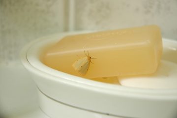 Comment faire du savon insecticide pour pulvériser sur mes plantes