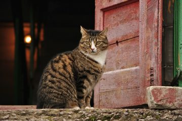 Comment faire en sorte que mon chat cesse de frapper à ma porte ?