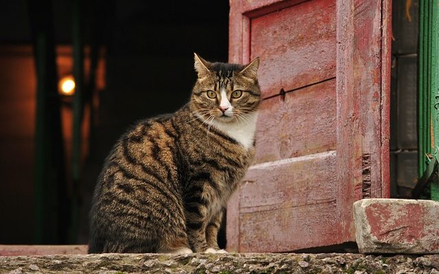 Comment faire en sorte que mon chat cesse de frapper à ma porte ?