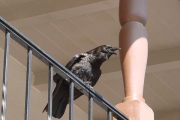 Comment faire l'appel d'un animal du Nid-de-Corbeau