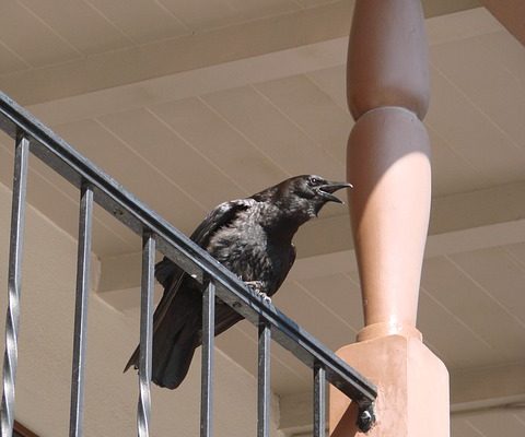 Comment faire l'appel d'un animal du Nid-de-Corbeau