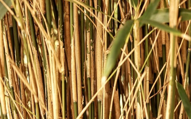 Comment faire revivre le bambou