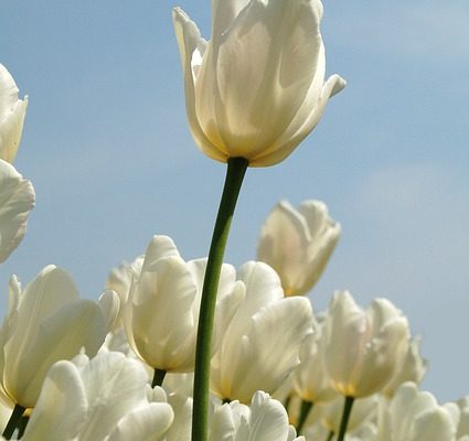 Comment faire une cascade modèle pour les enfants ?