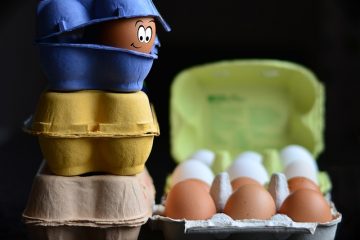 Comment garder les œufs Robin au chaud