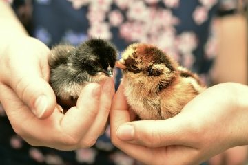 Comment garder mes poulets à l'extérieur lorsqu'il fait froid ?