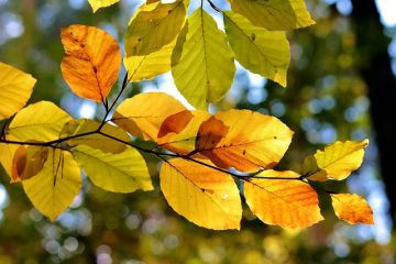 Comment identifier les arbres et leurs feuilles