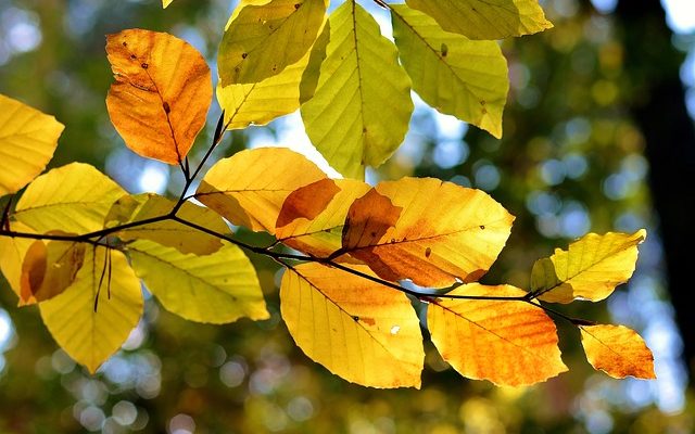 Comment identifier les arbres et leurs feuilles