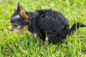 Comment identifier les excréments d'animaux sauvages