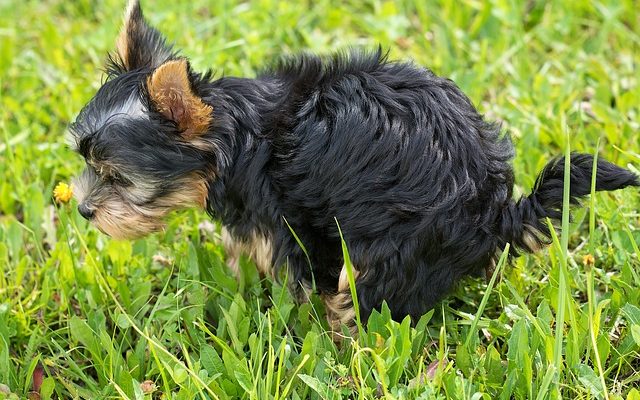 Comment identifier les excréments d'animaux sauvages