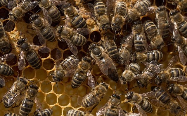 Comment imperméabiliser un matériau avec de la cire d'abeille
