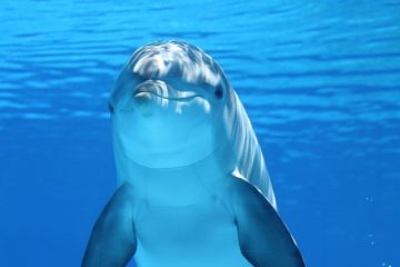 Comment les dauphins s'accouplent-ils ?