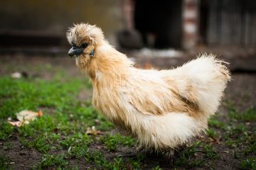 Comment loger des poulets en soie