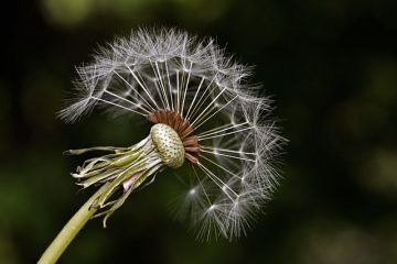 Comment mettre du plastique transparent sur une graine d'herbe pour la protéger des oiseaux ?