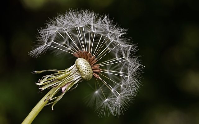 Comment mettre du plastique transparent sur une graine d'herbe pour la protéger des oiseaux ?