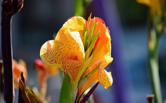 Comment prendre soin des lillies canna lillies