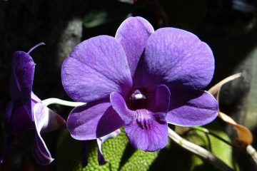 Comment prendre soin d'une orchidée indienne bleue pourpre et dendrobium pourpre