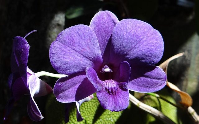 Comment prendre soin d'une orchidée indienne bleue pourpre et dendrobium pourpre