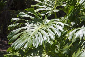 Comment prendre soin d'une plante de sélénium Philodendron