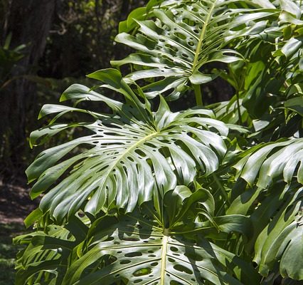 Comment prendre soin d'une plante de sélénium Philodendron