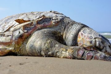 Comment savoir si un bébé tortue est mort.